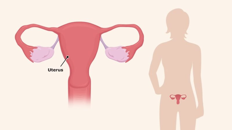 The Menstrual Cycle Visual